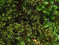 Breutelia azorica