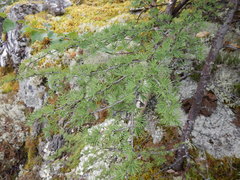 Larix gmelinii