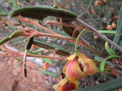 Siegfriedia darwinioides