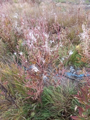 Chamaenerion angustifolium