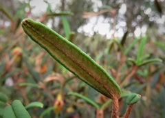Siegfriedia darwinioides
