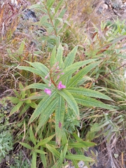 Chamaenerion angustifolium