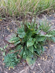 Plantago major
