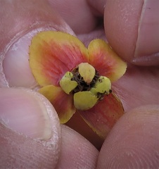 Siegfriedia darwinioides