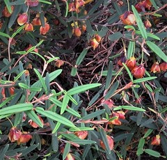 Siegfriedia darwinioides