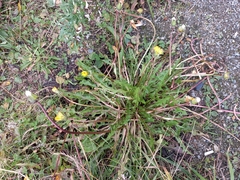 Taraxacum ceratophorum
