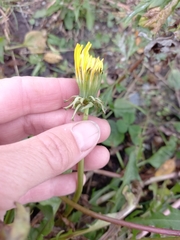 Taraxacum ceratophorum
