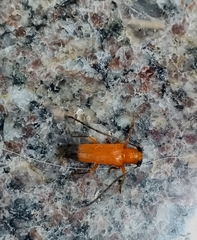 Nupserha lenita