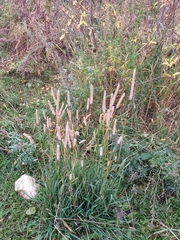 Phleum pratense