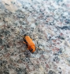 Nupserha lenita