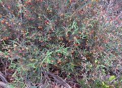 Siegfriedia darwinioides