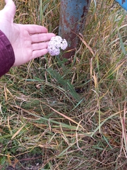 Achillea asiatica