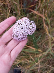 Achillea asiatica