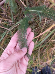 Achillea asiatica