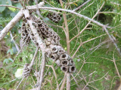 Melaleuca microphylla