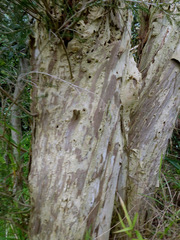 Melaleuca microphylla