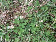 Trifolium repens
