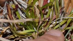 Dimorphotheca walliana