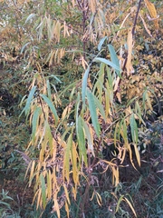 Salix schwerinii