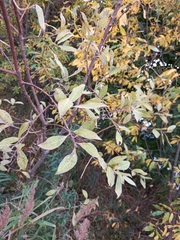 Salix bebbiana