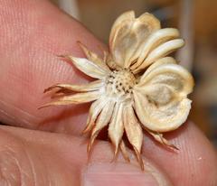 Dimorphotheca walliana