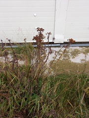 Tanacetum vulgare boreale
