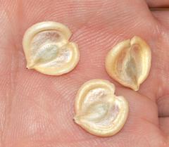 Dimorphotheca walliana