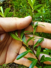 Veronica rakaiensis