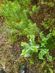 Veronica rakaiensis