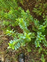 Veronica rakaiensis