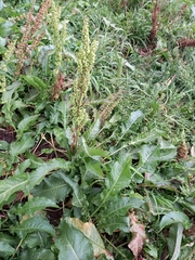 Rumex longifolius
