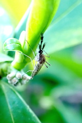 Aedes camptorhynchus