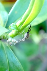 Aedes camptorhynchus
