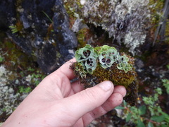 Solorina saccata