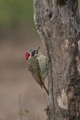 Campethera bennettii bennettii