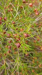 Dodonaea hexandra