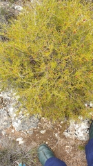Dodonaea hexandra