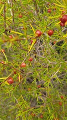 Dodonaea hexandra