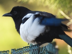 Pica pica