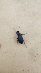 Carabus exaratus