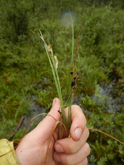 Carex appendiculata