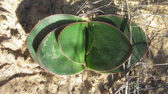 Brunsvigia bosmaniae