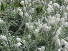 Achyranthemum argenteum