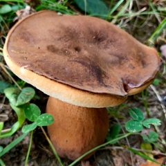 Tylopilus ferrugineus