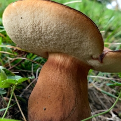 Tylopilus ferrugineus