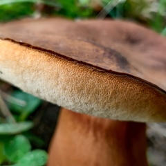 Tylopilus ferrugineus
