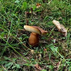 Tylopilus ferrugineus