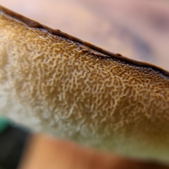 Tylopilus ferrugineus