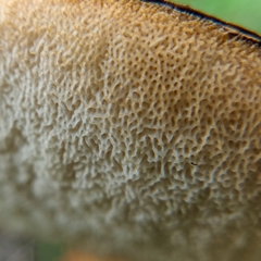 Tylopilus ferrugineus