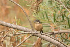Laniarius ferrugineus ferrugineus